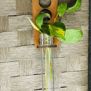 Propagation Station with Philodendron Brasil cutting